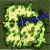gef_fild10